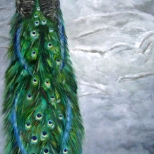 Peacock in Winter