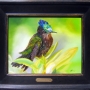 antillean_crested_hummingbird.jpg