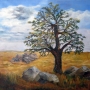 lone_oak.jpg