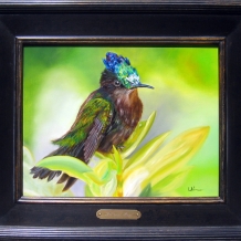 Antillean Crested Hummingbird