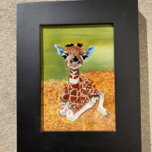 Baby Giraffe
