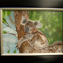 Baby Koala