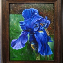Blue Iris