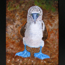 Yes, They are Blue - Blue Footed Boobie