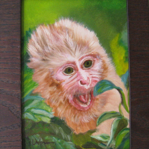 Baby Monkey