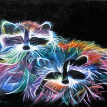 Day Glow Raccoons
