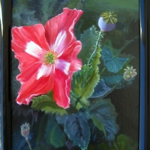 Poppy at Elkus Ranch Half Moon Bay