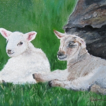 Lambs of Ireland