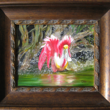 Roseate Spoonbill Morning Bath
